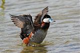 Ruddy Duck